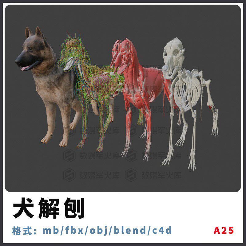 3d模型解刨全套obj下载maya肌肉max骨骼fbx贴图c4d动画三维模型狗
