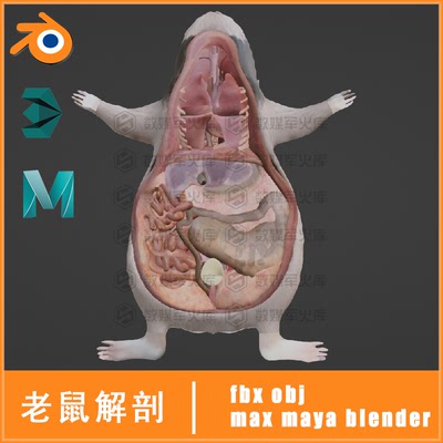 maya老鼠内脏器官豚鼠解剖obj动物fbx三维模型blender素材下载