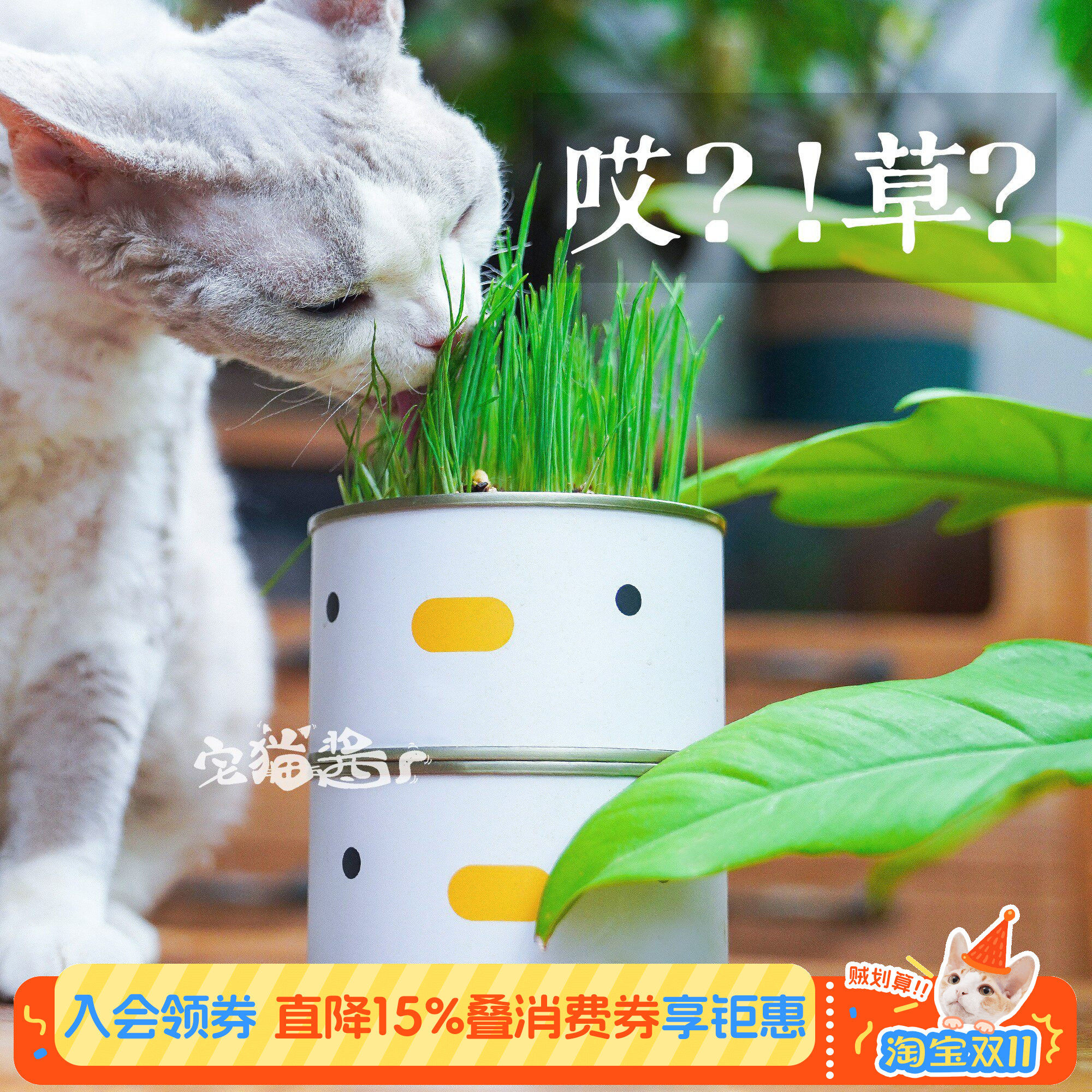 宅猫酱 PURROOM小鸡猫草吐毛球猫零食无土种子水培小叽猫草罐头