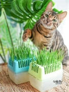 Nhà mèo sốt mèo ăn nhẹ mèo cỏ tẩy lông bóng bàn tay của chính mình để nuôi dưỡng nhiều màu sắc cảm xúc tóc ngẫu nhiên - Đồ ăn nhẹ cho mèo