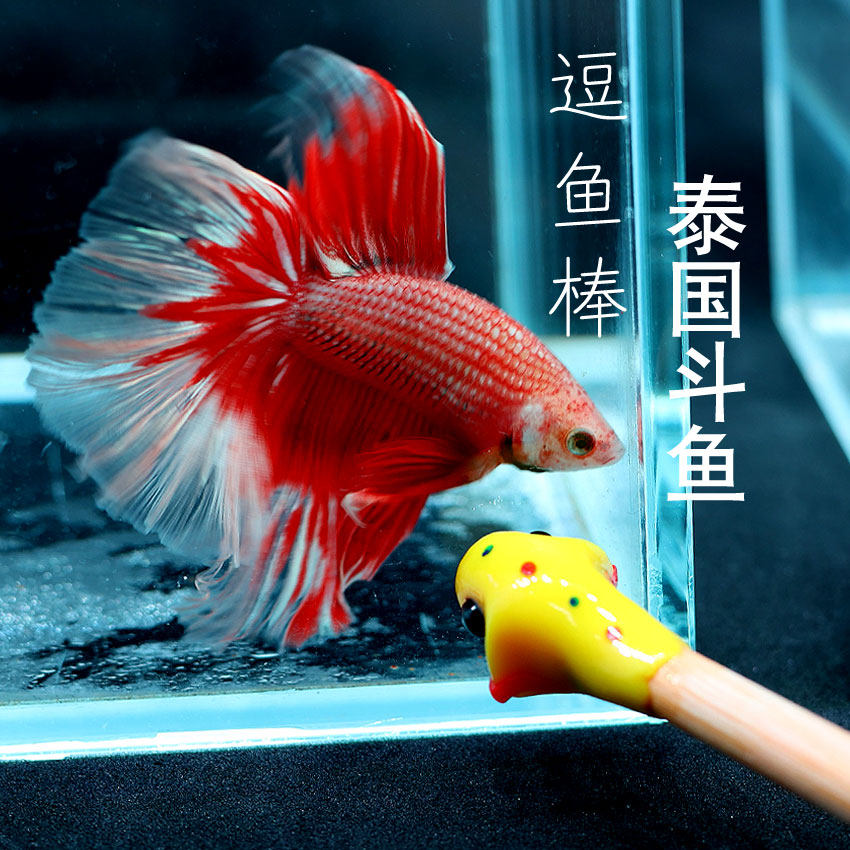 新款设计斗鱼训练笔互动神器小工具逗鱼棒半月狮王将军更健康