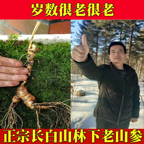 长白山新鲜煲汤泡水送礼林下参