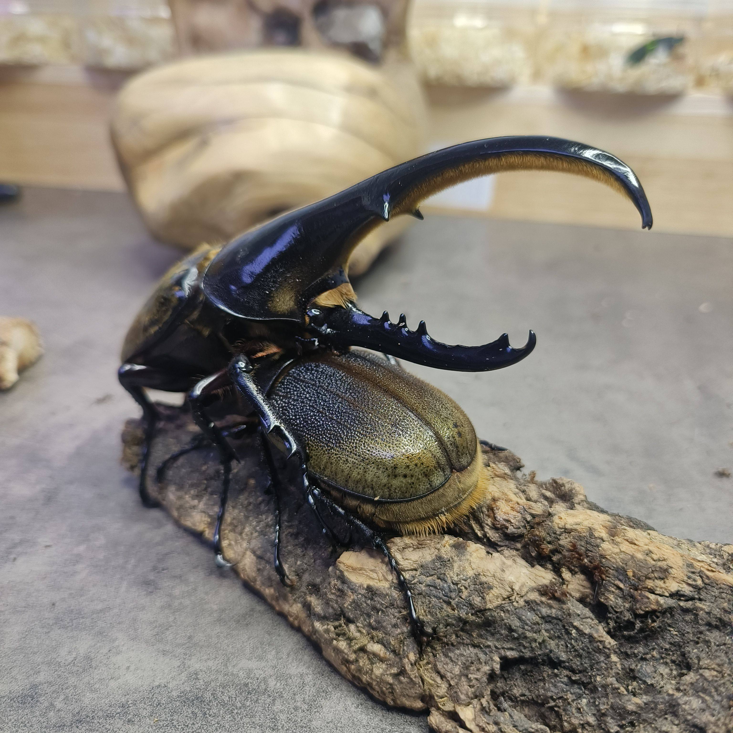 长戟大兜虫活体赫拉克勒斯大力甲虫宠物昆虫爬宠成虫幼人工繁殖,宠物/宠物食品及用品,甲虫,淘宝优惠券,粉丝福利购,淘宝优惠卷