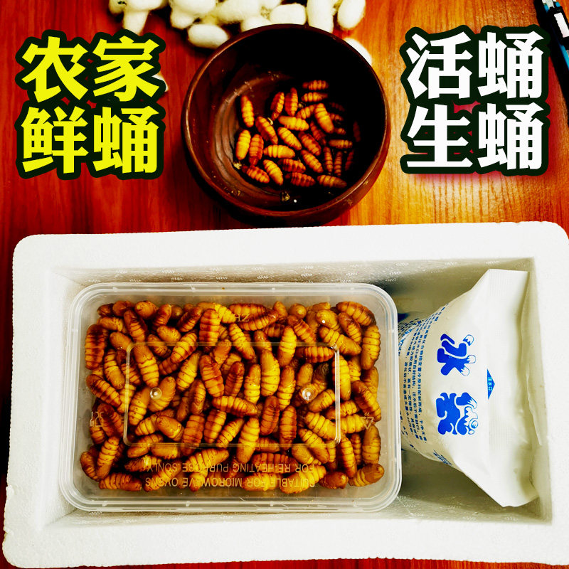 广西活蚕蛹 新鲜生蛹速冻黄金蛹金丝小蛹桑蚕蛹蝉蛹鲜桑蚕茧活蛹