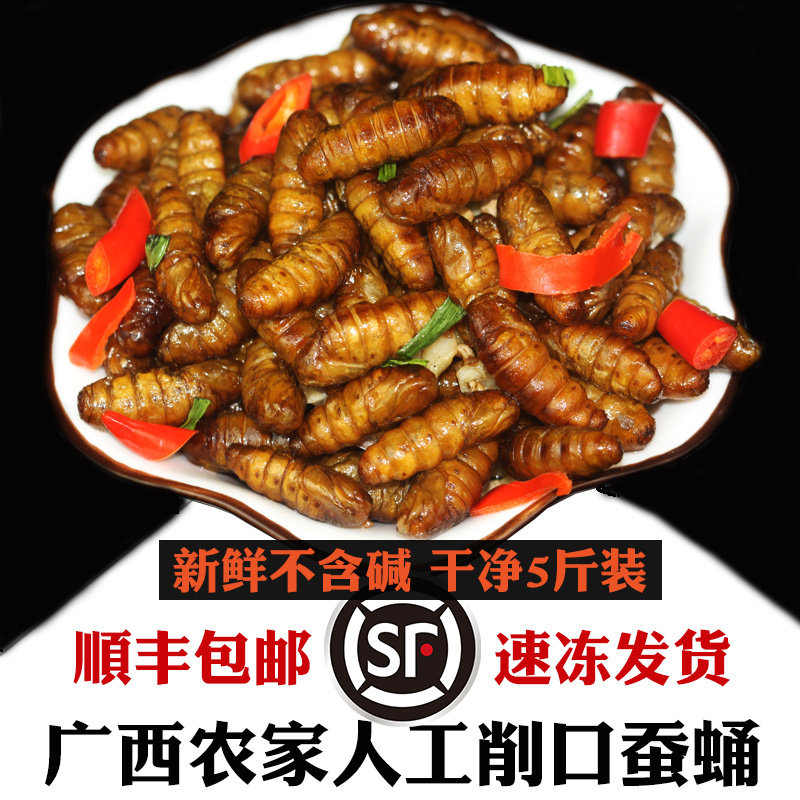 广西新鲜蚕蛹 金丝蚕蛹鲜蚕蛹鲜蝉蛹小桑蚕5斤装 桑蚕蛹活体速冻
