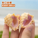 饰品寄居蟹替换壳家居摆件收藏品 天然海螺贝壳粉口岩螺鱼缸造景装
