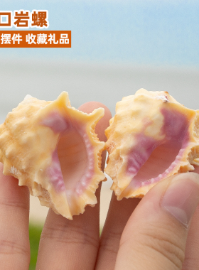 天然海螺贝壳粉口岩螺鱼缸装饰品
