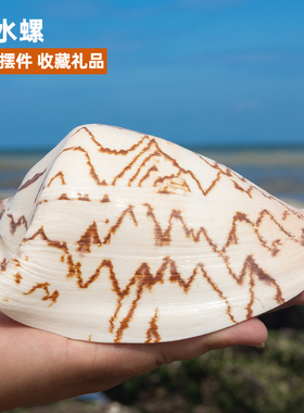 天然大海螺贝壳风景螺