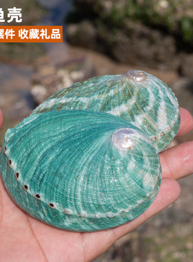 天然海螺贝壳澳洲绿色鲍鱼壳家居首饰品收纳拍摄道具鱼缸造景