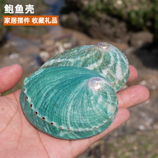 天然海螺贝壳澳洲绿色鲍鱼壳家居首饰品收纳拍摄道具鱼缸造景