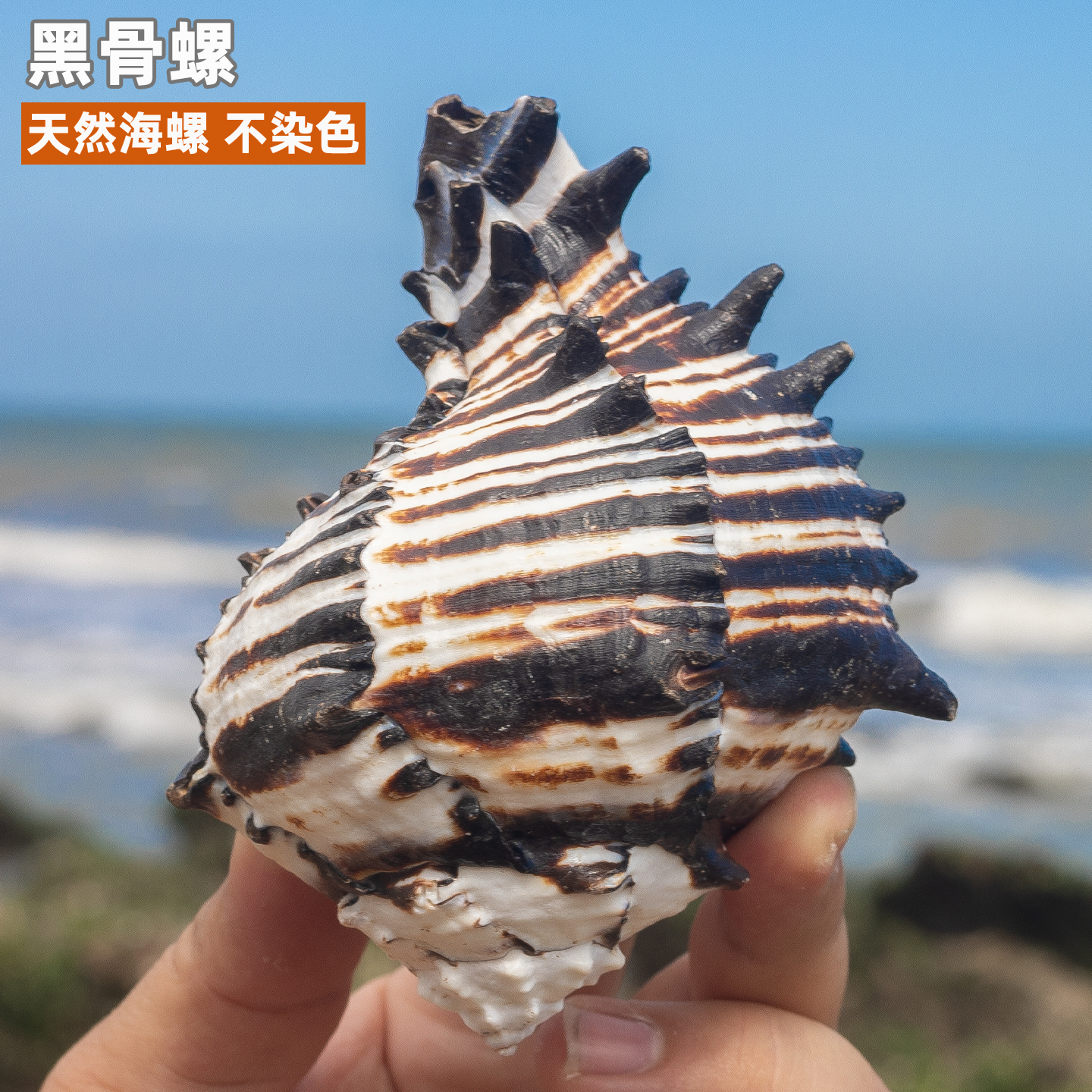 天然海螺贝壳黑斑马黑骨螺