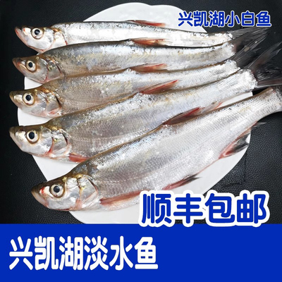 兴凯湖特产新鲜现捕小白鱼顺丰
