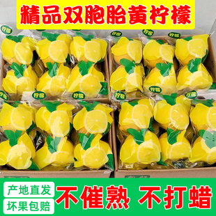 四川安岳黃檸檬精選雙胞胎一級大果新鮮水果皮薄多汁奶茶店專用