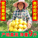 水果皮薄多汁果奶茶店专用2 四川安岳黄柠檬新鲜5斤当季 3级尤力克