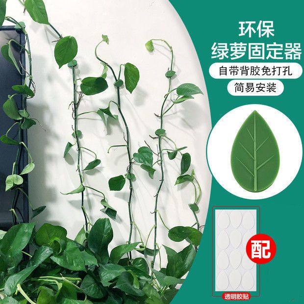 绿植绿萝固定爬墙神器无痕家用挂钩卡扣攀爬壁挂爬藤蔓植物定型夹