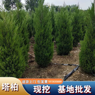 松柏树苗带土柏树侧柏塔柏龙柏松树坟地坟前墓前绿植园林绿化工程