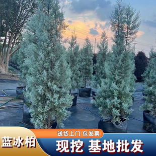蓝冰柏树苗蓝色天堂侧柏圣诞树盆栽花园四季常绿叶棒棒糖花镜植物