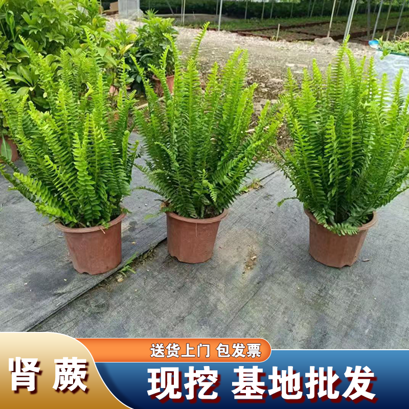 肾蕨盆栽波斯顿肾蕨类排骨草室内外观叶植物庭院花镜蕨类阳台造景