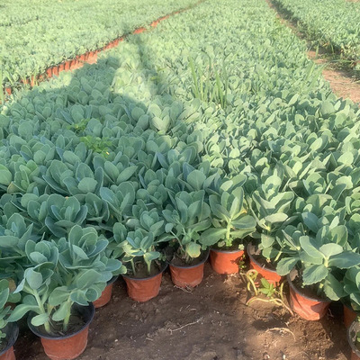 八宝景天盆栽绿植蚊虫叮咬止痒