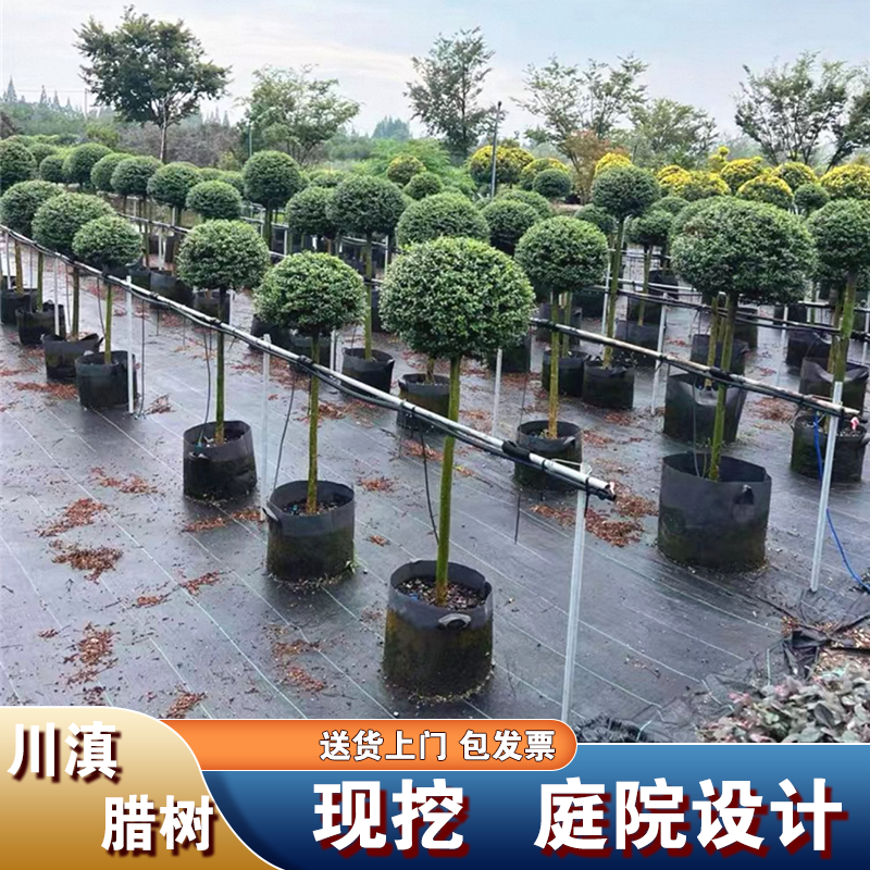 川滇蜡树花镜植物棒棒糖亮晶女贞庭院球形花卉盆景耐寒四季常青树