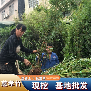 丛生竹子慈孝竹苗盆栽室内绿植庭院室外观赏米竹南方耐寒好养植物
