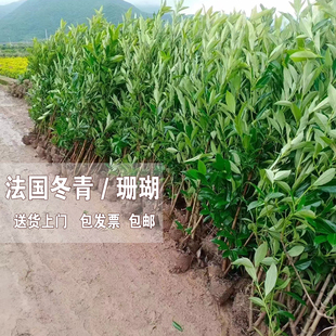 法国冬青苗法青树苗珊瑚苗庭院围栏篱笆常绿直立冬青北海道篱笆苗