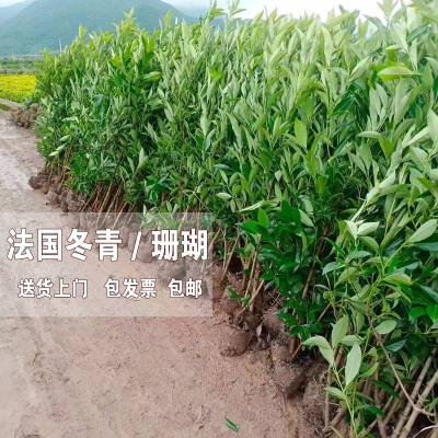 宁波基地送货法国冬青珊瑚篱笆苗