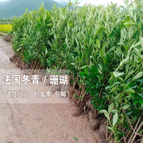 宁波基地送货法国冬青珊瑚篱笆苗