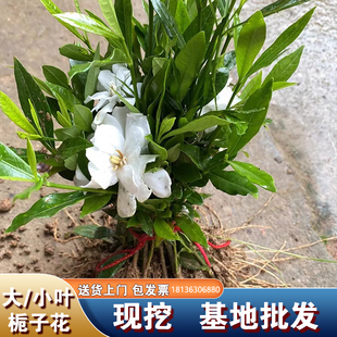 小叶栀子花苗重瓣浓香型大叶栀子花盆栽室外庭院四季常青绿化小苗