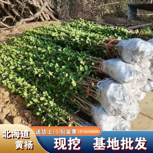 别墅庭院围墙篱笆篱笆大叶黄杨苗