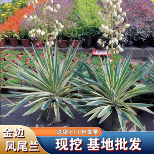 金边凤尾兰龙舌兰花镜植物庭院花园盆栽多年生耐寒花卉四季绿植
