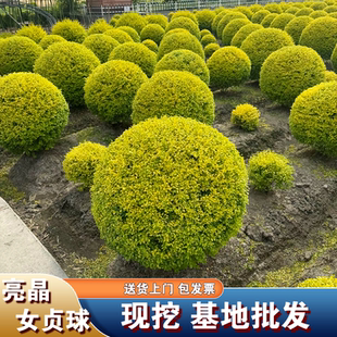 亮晶女贞球 塔棒棒糖 亮金爱心月亮五角星庭院四季常青花镜造型树