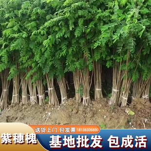 紫穗槐树苗防沙固沙护坡灌木国槐树苗刺槐树苗耐寒耐旱固土绿化苗
