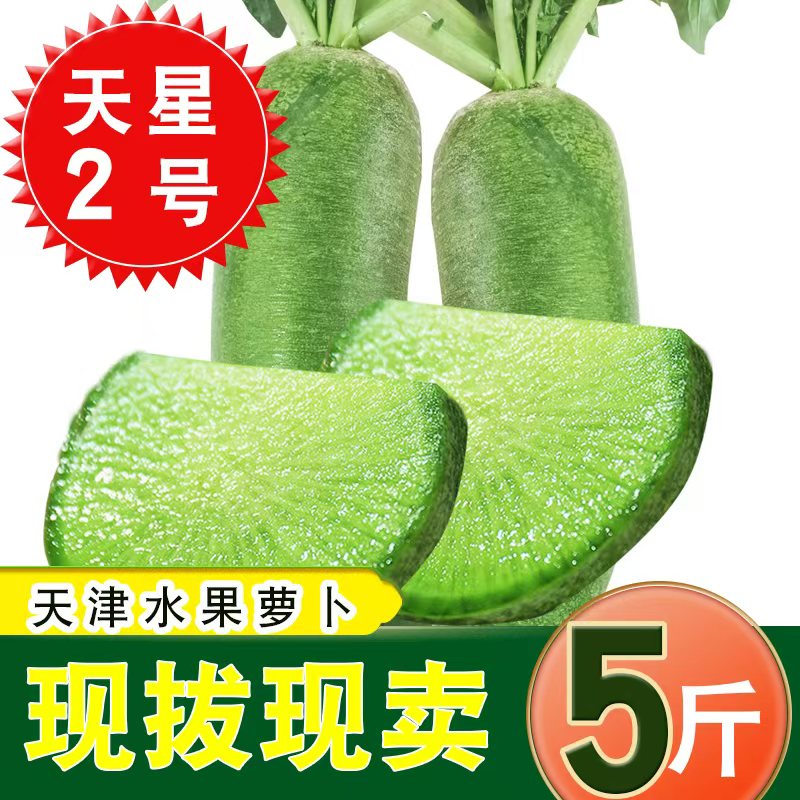 【天星02】天津正宗沙窝村萝卜