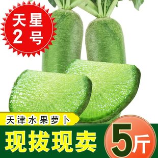 天星2号天津正宗沙窝村水果萝卜绿青甜脆型生吃新鲜现挖非潍坊