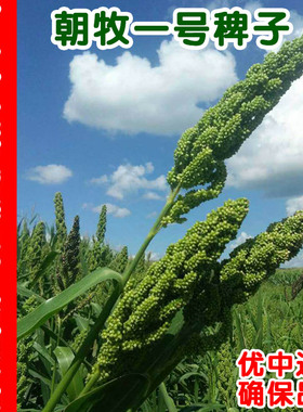 朝牧一号抗旱耐盐碱健宝雀叶稗养猪牛羊鹅水草水稗籽高产光头稗