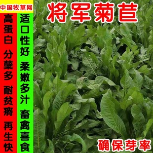 将军菊苣串叶松香牧草种子营养母猪菜养鸡猪鹅草高蛋白草发芽率98