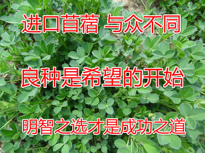 中苜塞特维多利亚紫花苜蓿种子牧歌苜蓿除草剂高产耐热vn s苜蓿