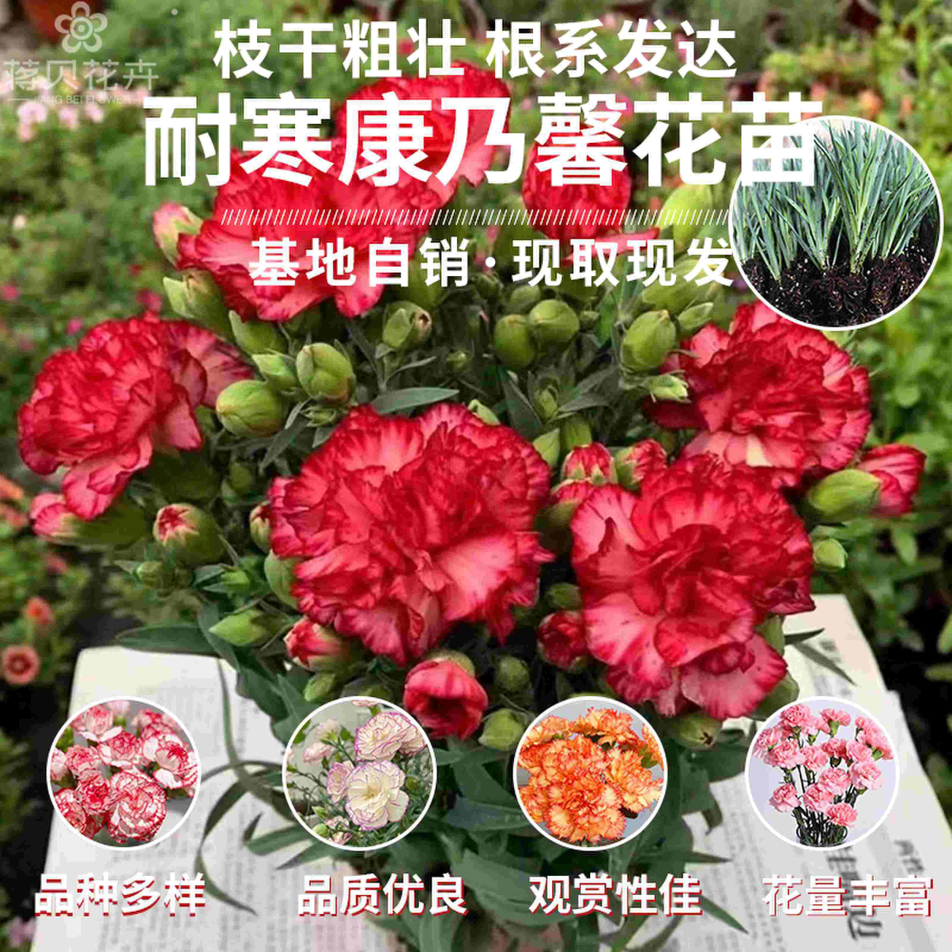 康乃馨花苗加湿美观带母亲节礼物四季开花室内阳台客厅绿植易成活
