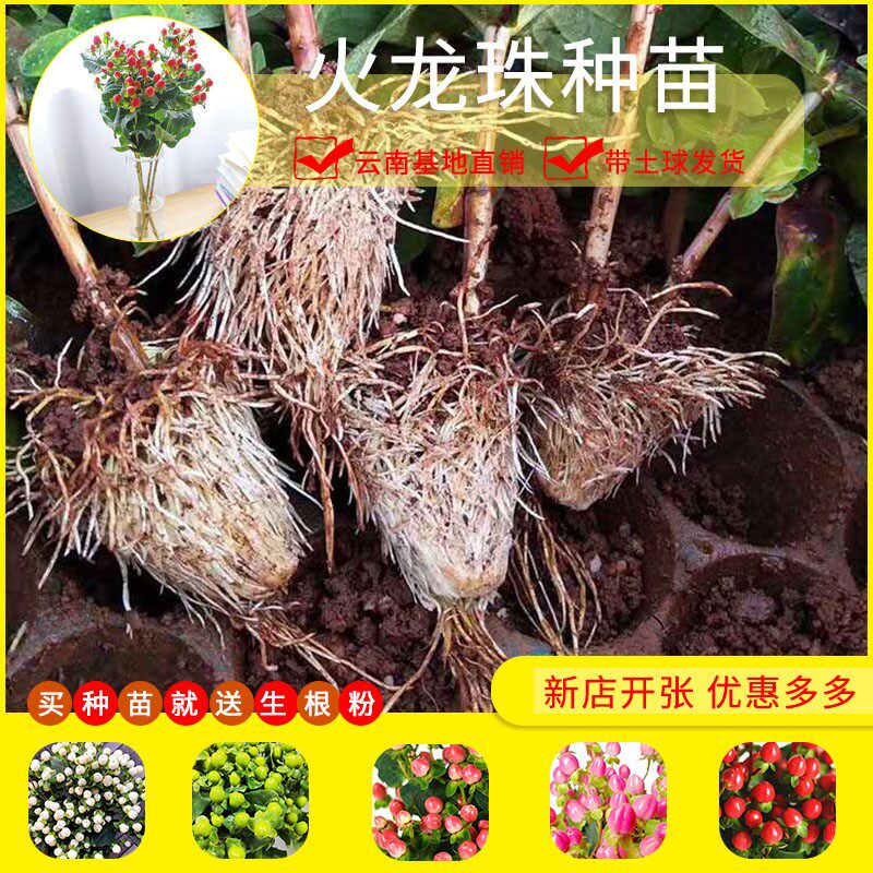 火龙珠种苗 斗南基地扦插裸根苗情人果观果植物四季园艺相思豆苗