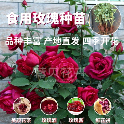 云南墨红食用玫瑰四季开花庭院