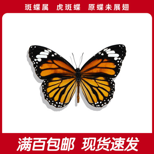 虎斑蝶A1/A-原蝶真蝴蝶标本未展翅diy手工硫酸纸三角袋包装成品采