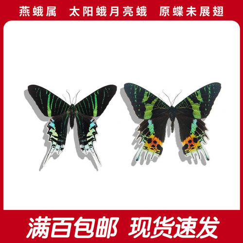 太阳蛾&月亮蛾A1/A-未展翅原蝶 日月同辉组合