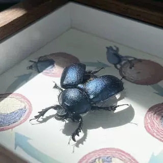 蜣螂天然真昆虫标本甲虫展示相框摆件装饰画送小学生儿童科普礼物