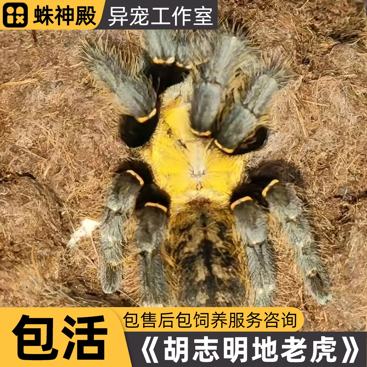 稀有高端品种胡志明地老虎越南洞蜘蛛