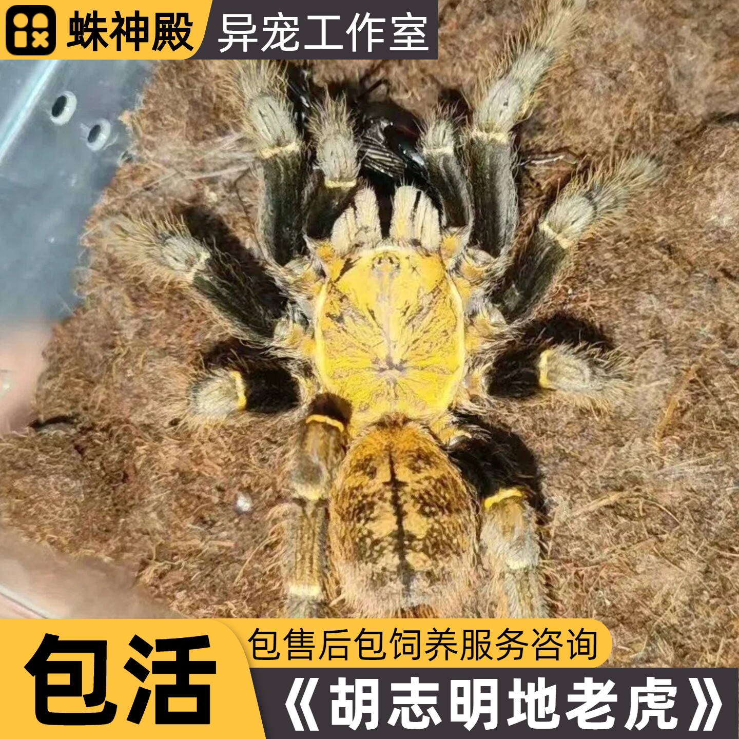 高端稀有品种越南胡志明地老虎宠蜘蛛