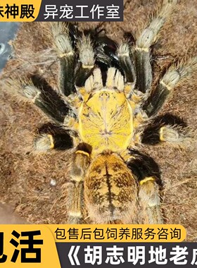 高端稀有品种越南胡志明地老虎宠物蜘蛛活体另类宠物异宠活物小宠