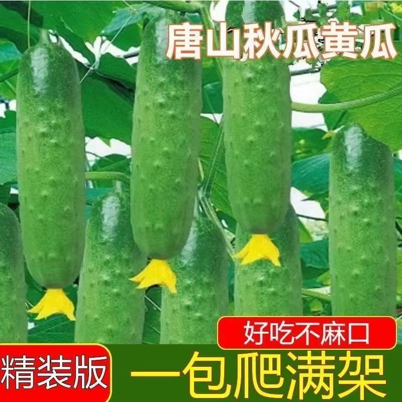 【下单立减10】唐山秋瓜种子秋黄瓜高产水果黄瓜阳台盆栽四季蔬菜