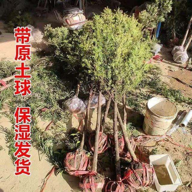 正宗南方红豆杉树苗盆栽地栽阳台庭院四季常青耐寒绿植花卉大树