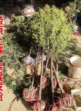 耐寒红豆杉红豆杉耐寒绿植大树苗